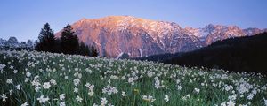 Preview wallpaper austria, meadow, field, flowers, sky, mountains