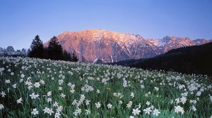 Preview wallpaper austria, meadow, field, flowers, sky, mountains