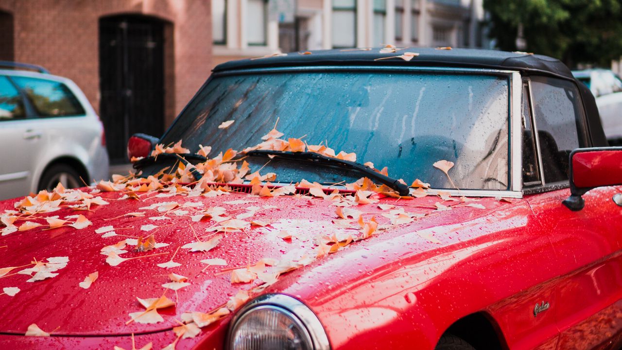 Wallpaper auto, red, side view, autumn, foliage