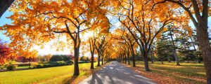 Preview wallpaper autumn, alley, park, trees