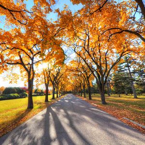 Preview wallpaper autumn, alley, park, trees