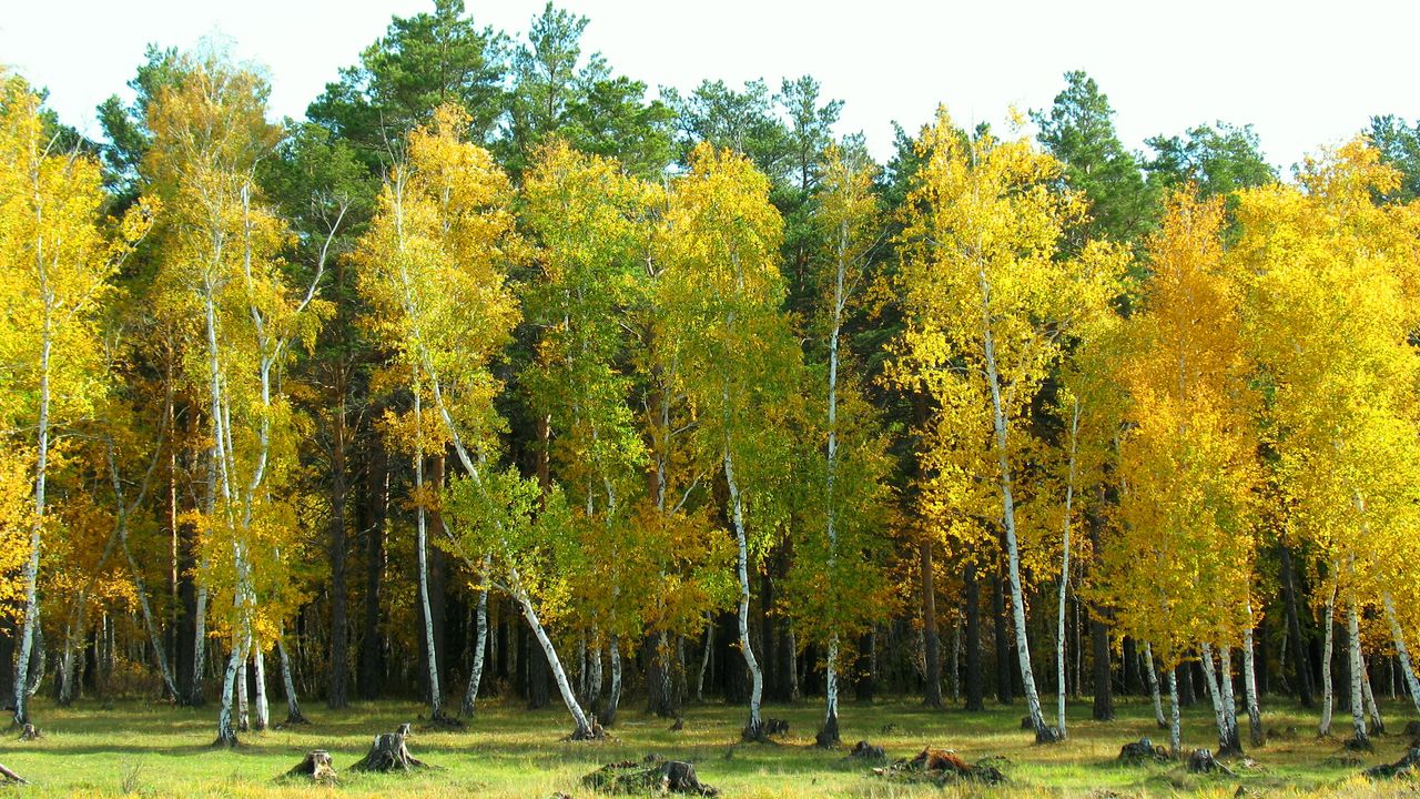 Wallpaper autumn, arykbalyk, forest, landscape