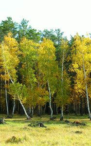 Preview wallpaper autumn, arykbalyk, forest, landscape