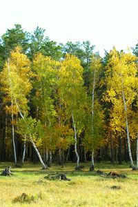 Preview wallpaper autumn, arykbalyk, forest, landscape