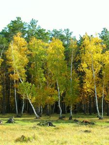 Preview wallpaper autumn, arykbalyk, forest, landscape