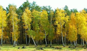 Preview wallpaper autumn, arykbalyk, forest, landscape