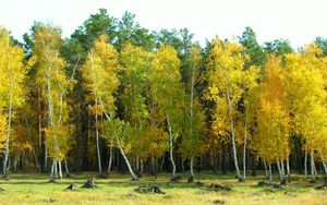 Preview wallpaper autumn, arykbalyk, forest, landscape