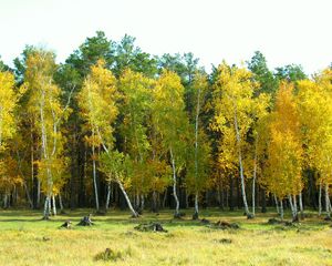 Preview wallpaper autumn, arykbalyk, forest, landscape