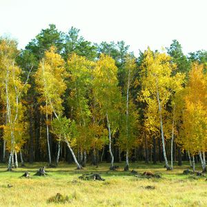 Preview wallpaper autumn, arykbalyk, forest, landscape