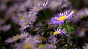 Preview wallpaper autumn aster, aster, flower, petals, blur, purple