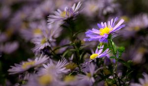 Preview wallpaper autumn aster, aster, flower, petals, blur, purple