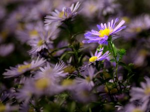 Preview wallpaper autumn aster, aster, flower, petals, blur, purple