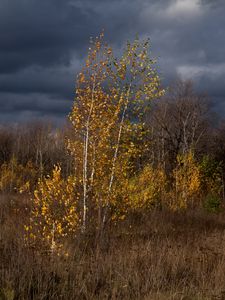 Preview wallpaper autumn, clouds, trees, nature