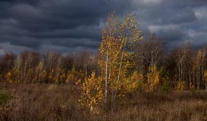 Preview wallpaper autumn, clouds, trees, nature