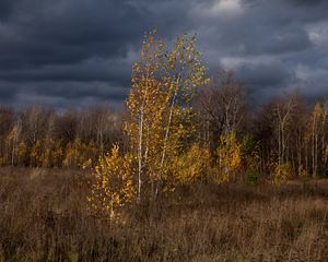 Preview wallpaper autumn, clouds, trees, nature