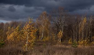 Preview wallpaper autumn, clouds, trees, nature