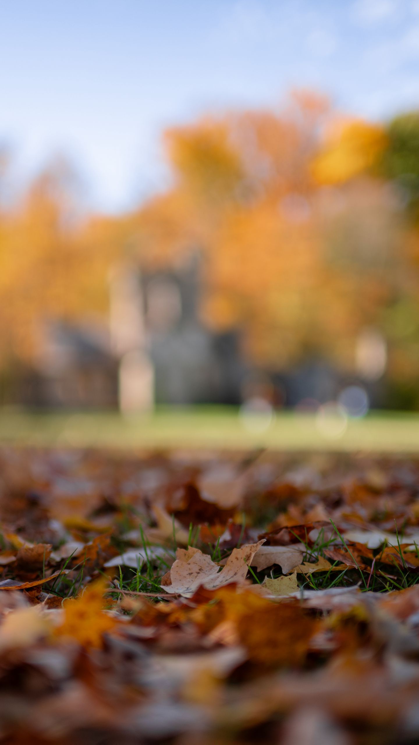 1440x2560 Wallpaper autumn, fallen leaves, blur, park