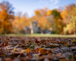 Preview wallpaper autumn, fallen leaves, blur, park