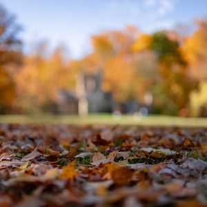 Preview wallpaper autumn, fallen leaves, blur, park