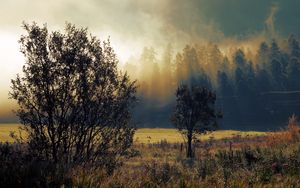 Preview wallpaper autumn, fog, dawn, trees