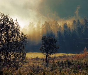 Preview wallpaper autumn, fog, dawn, trees