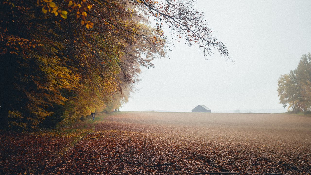 Wallpaper autumn, fog, field, fallen leaves, houses