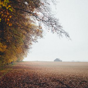 Preview wallpaper autumn, fog, field, fallen leaves, houses