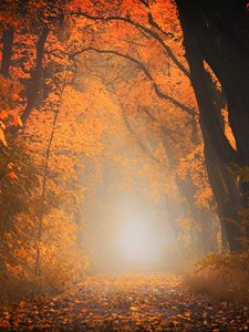 Preview wallpaper autumn, fog, forest, foliage, trees, path