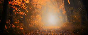 Preview wallpaper autumn, fog, forest, foliage, trees, path