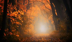 Preview wallpaper autumn, fog, forest, foliage, trees, path