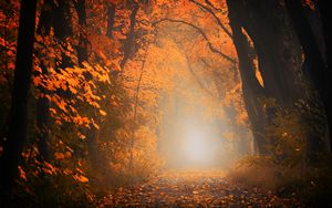 Preview wallpaper autumn, fog, forest, foliage, trees, path