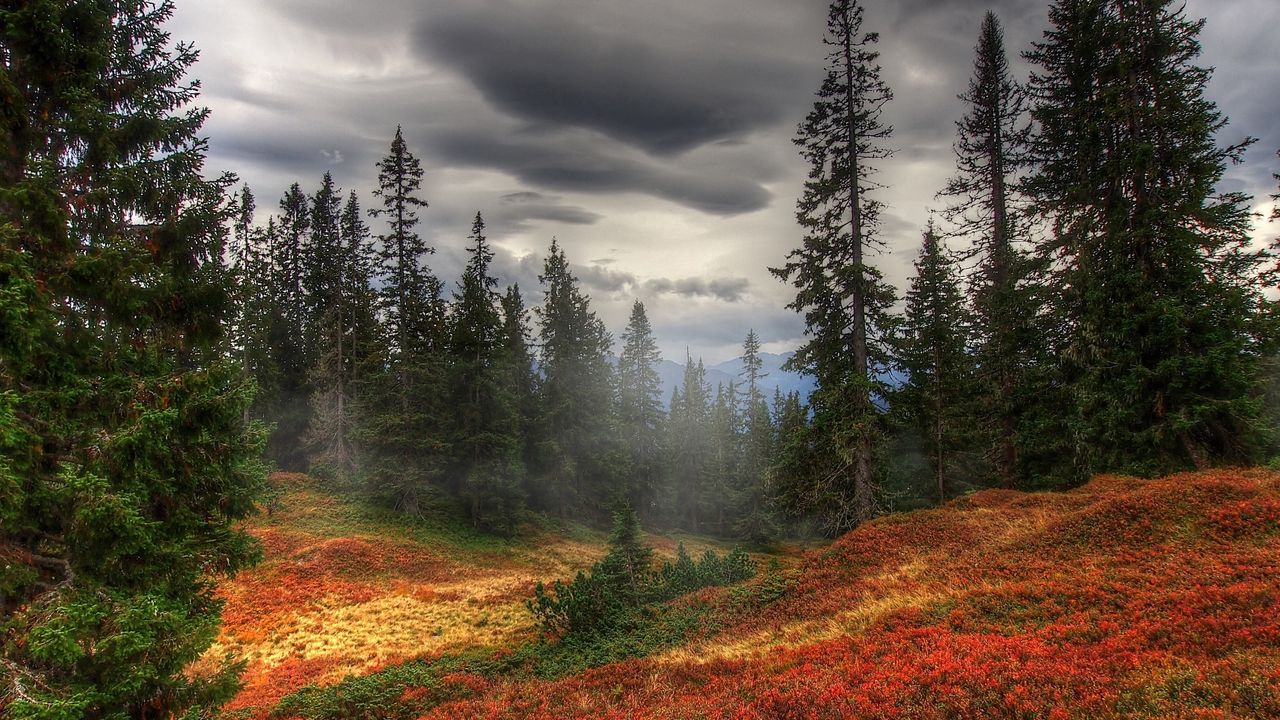 Wallpaper autumn, fog, trees, forest