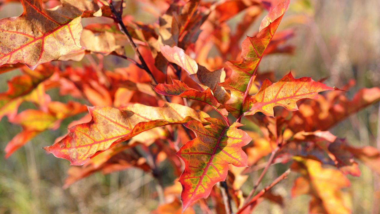 Wallpaper autumn, foliage, branches