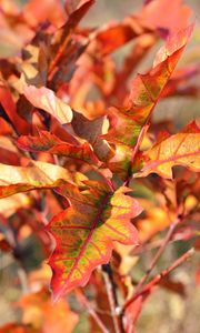 Preview wallpaper autumn, foliage, branches