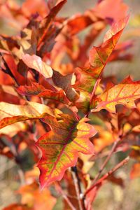 Preview wallpaper autumn, foliage, branches