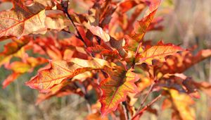 Preview wallpaper autumn, foliage, branches