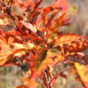 Preview wallpaper autumn, foliage, branches