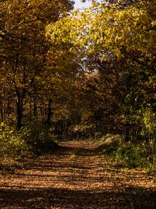 Preview wallpaper autumn, foliage, grass, forest