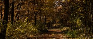 Preview wallpaper autumn, foliage, grass, forest