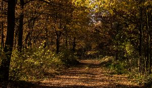 Preview wallpaper autumn, foliage, grass, forest