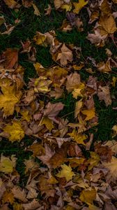Preview wallpaper autumn, foliage, maple, fallen, grass