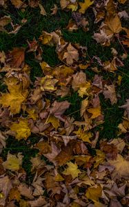 Preview wallpaper autumn, foliage, maple, fallen, grass