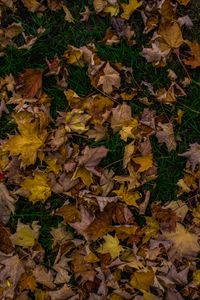 Preview wallpaper autumn, foliage, maple, fallen, grass