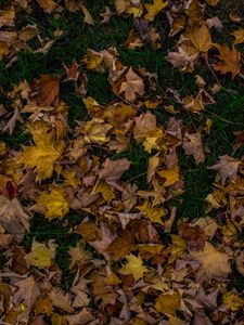 Preview wallpaper autumn, foliage, maple, fallen, grass