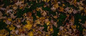 Preview wallpaper autumn, foliage, maple, fallen, grass