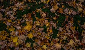 Preview wallpaper autumn, foliage, maple, fallen, grass