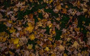 Preview wallpaper autumn, foliage, maple, fallen, grass