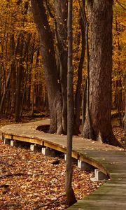 Preview wallpaper autumn, foliage, park, trees