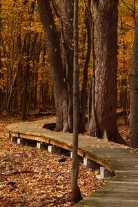 Preview wallpaper autumn, foliage, park, trees