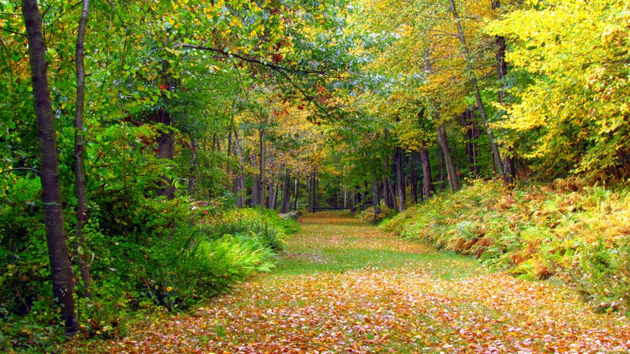 Wallpaper autumn, foliage, trees
